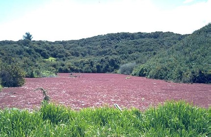 azolla