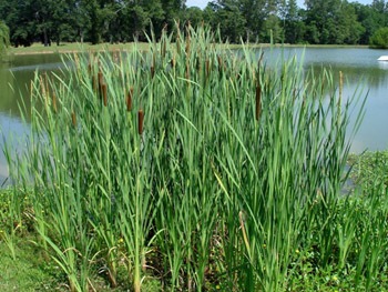 cattails