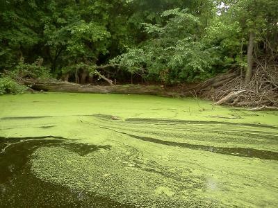 duck weed