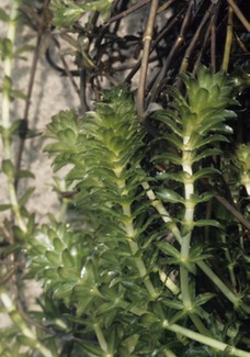 hydrilla